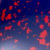 DarkBlue Red