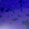 Purple DarkBlue